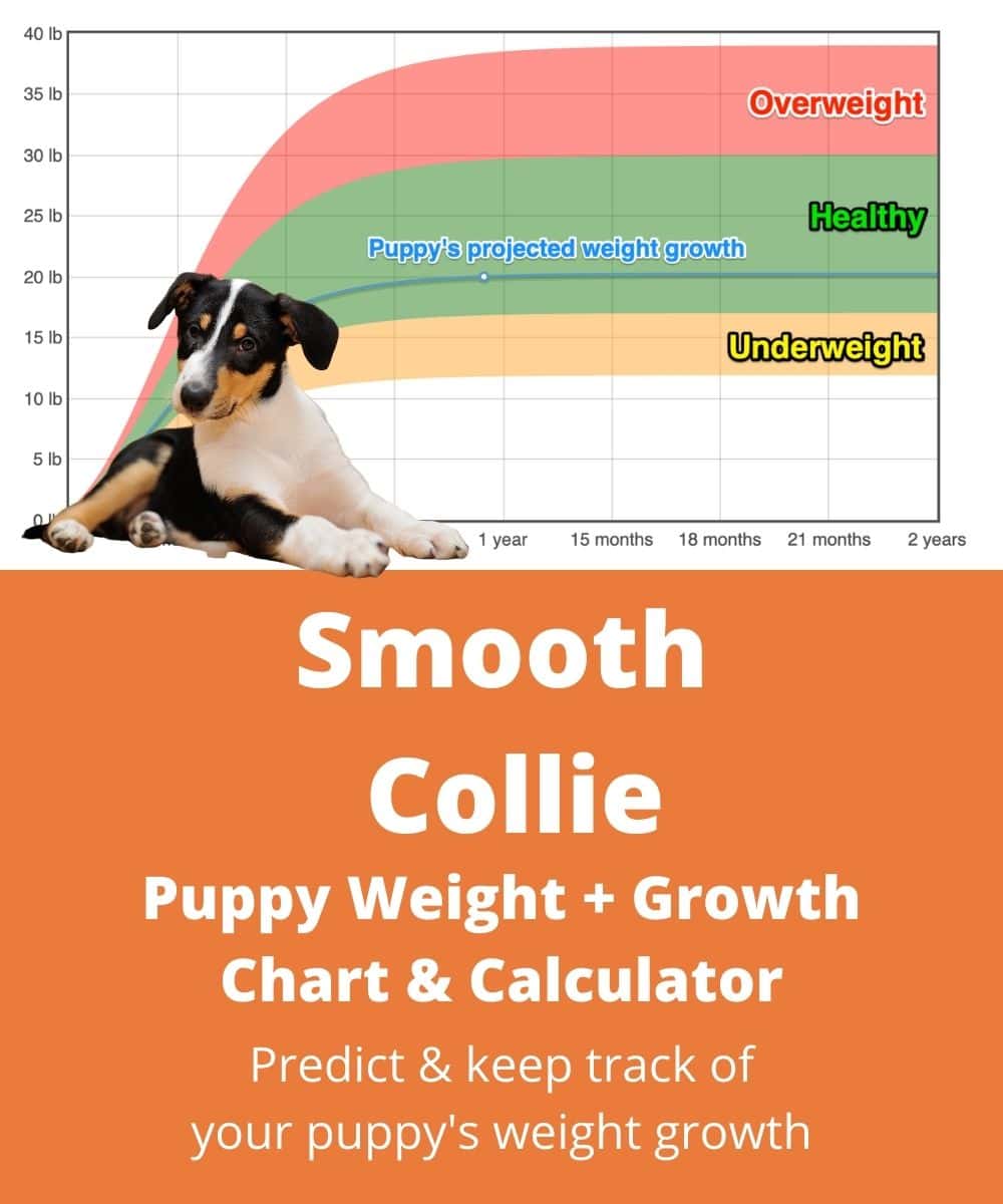 smooth-collie Puppy Weight Growth Chart